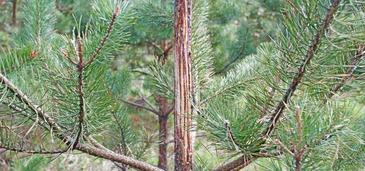 Skogsstyrelsen kräver krafttag