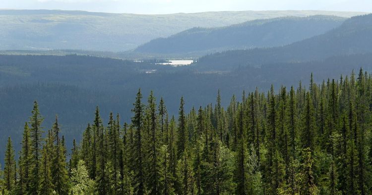 Skogsägare stämmer staten