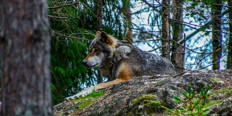 Ny vargattack - skyddsjakt förlängs igen