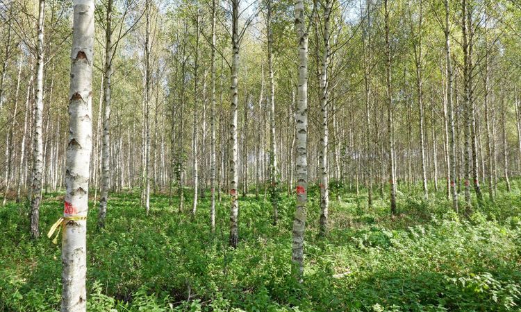 Skördarmätningen av björk ska bli mer rättvis