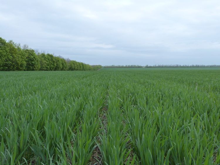 Spannmålsodling i Ukraina.