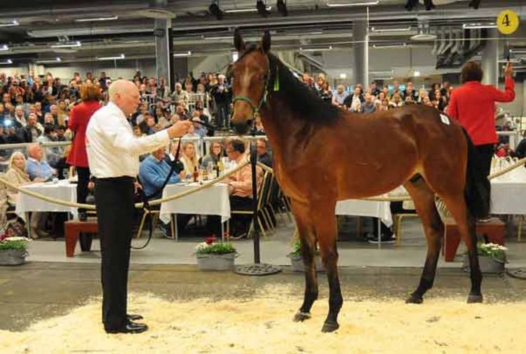Hopphästar travar in på Kriterieauktionen