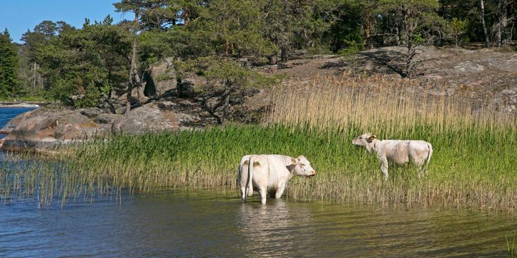 Krävs mer forskning om nordiska lantrasdjur