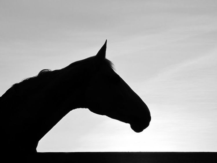 Djurskyddsinspektör anmäld