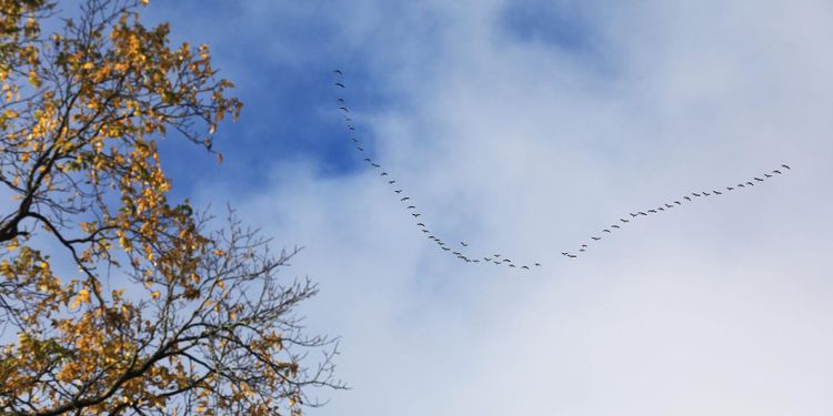 Sverige höjer skyddsnivån för fågelinfluensa