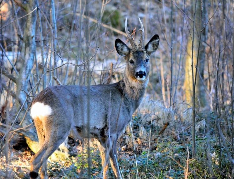 Mellanskog vill se en avskjutning av rådjur på Gotland.
