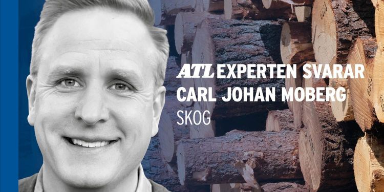 Så tar du reda på om hyggesfritt passar din skog