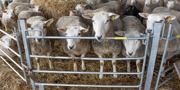 ”Fåren har inte varit tillräckligt väl skyddade”