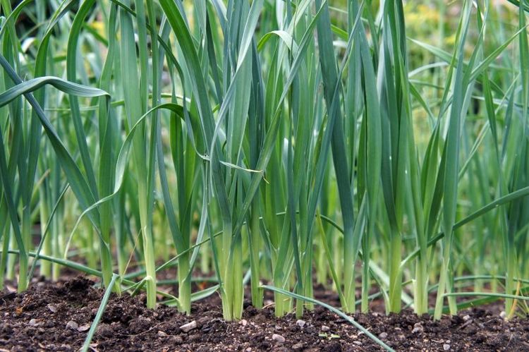 Svensk odling av purjolök sjönk med 40 procent under 2016.