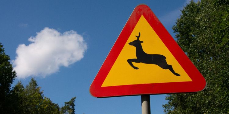 Högre farter bakom viltolyckorna