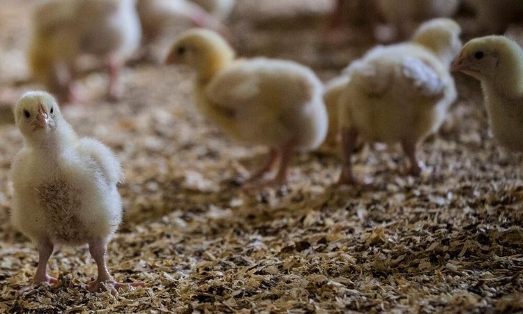 Bönderna bygger gärna