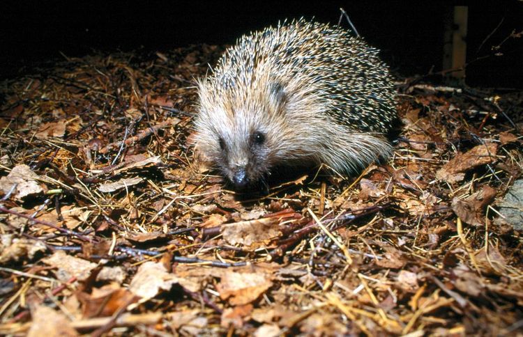 Få djur resistenta - men dessa smittas