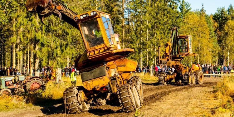 Här kommer skogens dinosaurier