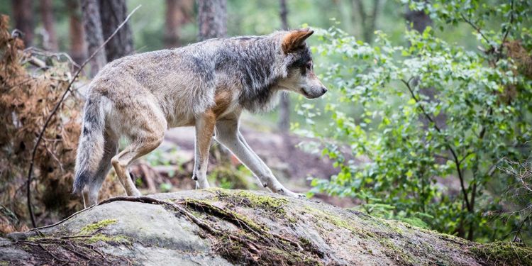 Högre uttag av varg möjligt