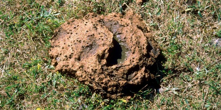 ”Jordbrukets metanutsläpp måste ner”