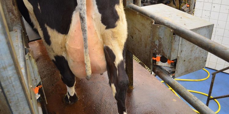 Ny kunskap om bakterien bakom juverinflammation