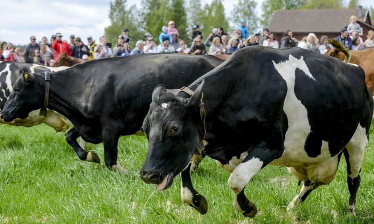 Hot mot bönder stoppade kosläpp
