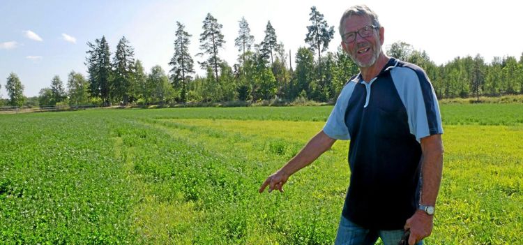 Djup rot räddar vallen