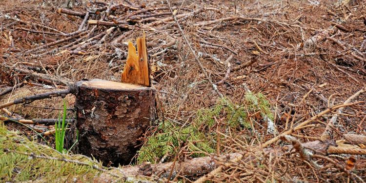 Oklart om klimatkrav på svensk skog