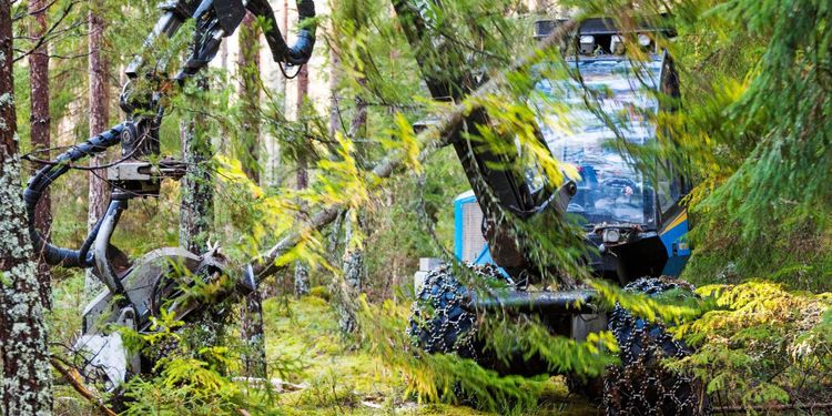”Därför är taxonomin en attack på svensk skogspolitik”