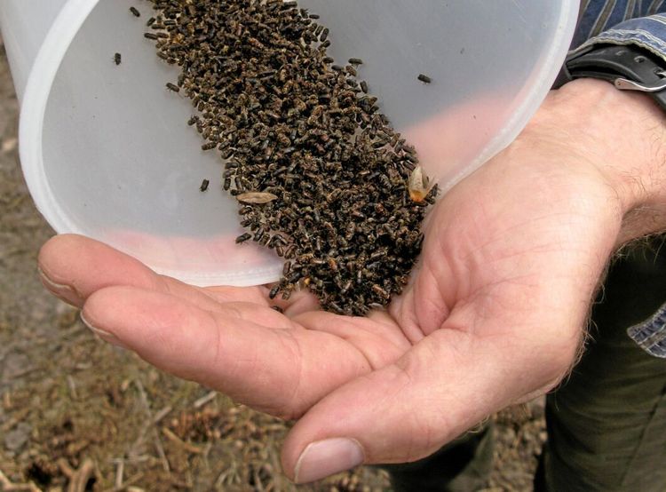 Stora angrepp av barkborre i Vitryssland