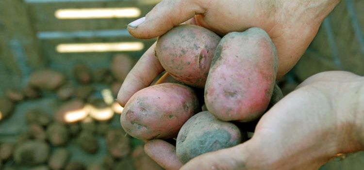 Regnet hot mot potatisskörd