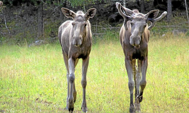 Många älgkalvar dog av svält i sommarvärmen