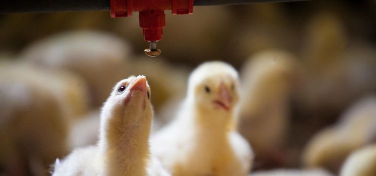 Hindren för ökad kycklingexport