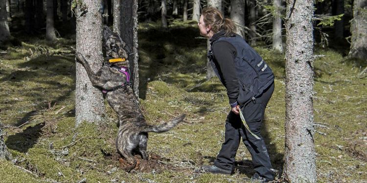 På jakt efter den fruktade granbarkborren