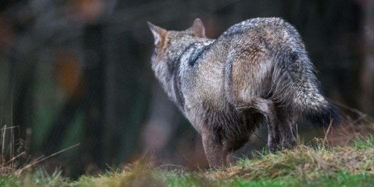 Nej till skyddsjakt på varg
