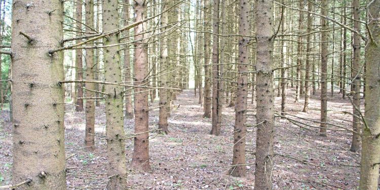 Danska regeringen vill ha mer blandskog