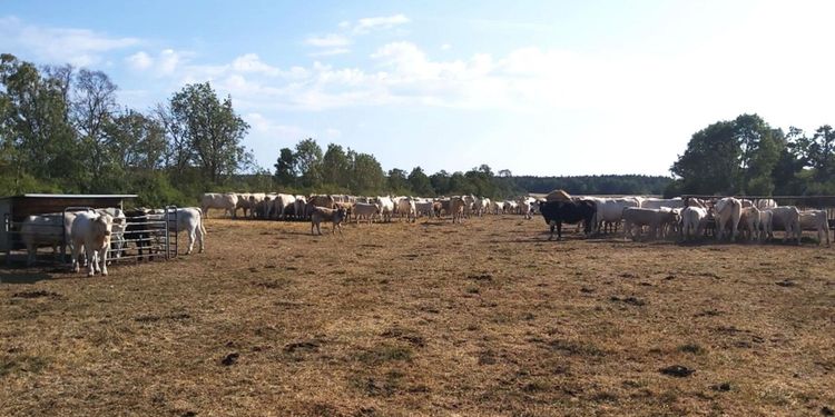 Torkan problematisk för djurbönderna på öarna