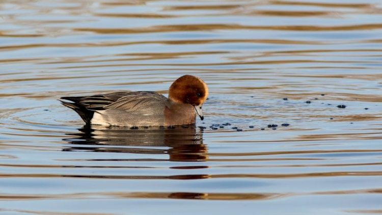 Fågelinfluensan har nått Irland