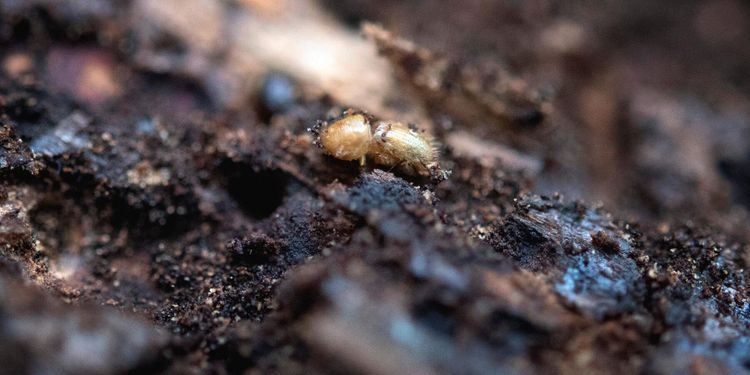 Genombrott i kampen mot granbarkborre