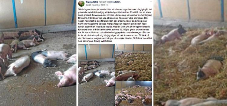 Djuraktivister gick i taket