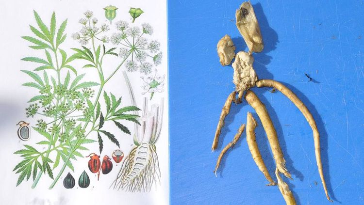 Sprängört och delar av jordstam och rötter som hittades vid obduktion i våmmen hos en 2-årig tjur som dött av förgiftning.