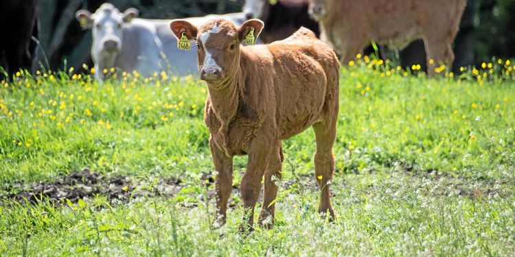Min Gård får köttfunktioner