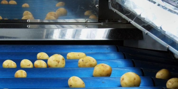Stor risk för potatisbrist redan i vår