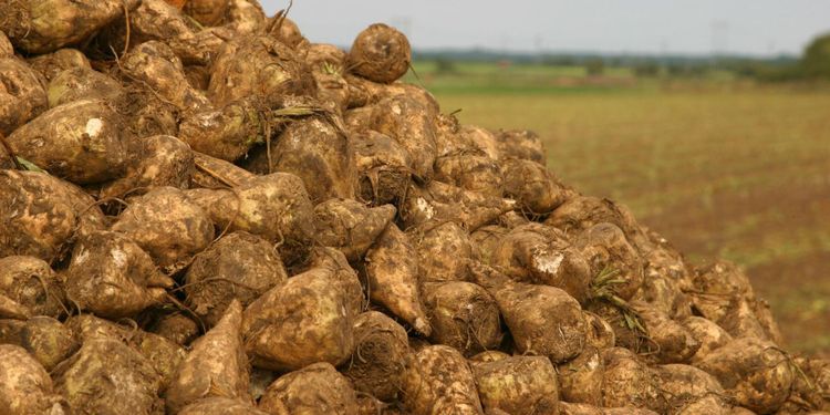 Betodlarna: Ett förbud förvärrar för miljön