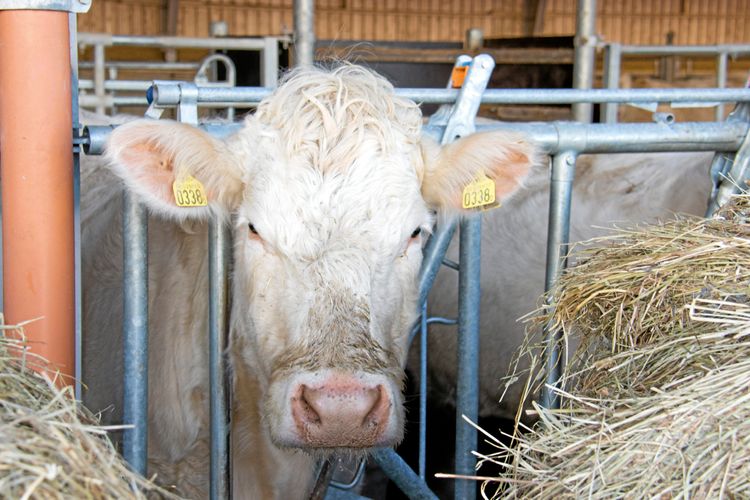 Studie från SLU visar att en anpassad foderstat till dikor kan minska kväveförlusten via urinen. Arkivbild.