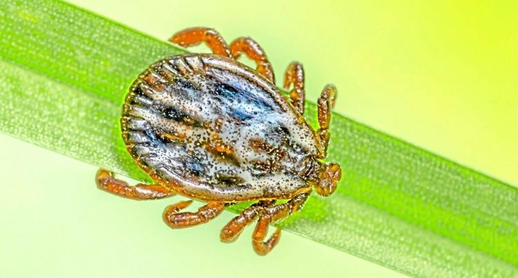 Nya fästingarten trivs i betesmarker