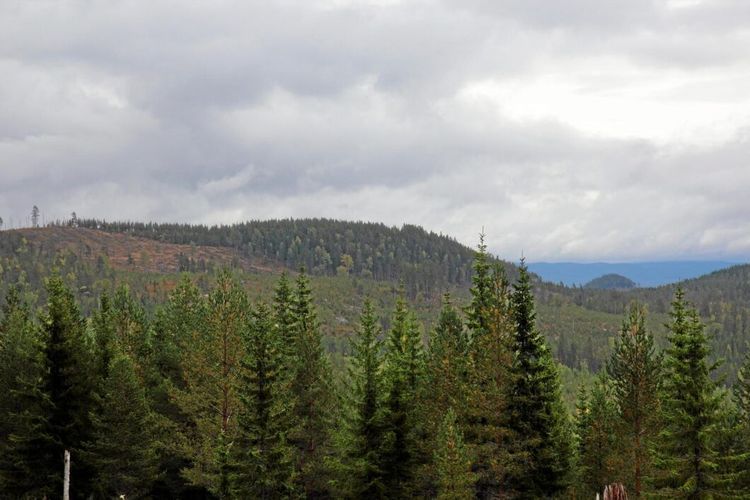 Frivillig skogsskydd framgång i Norge