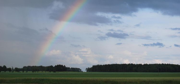 Försäkring täcker inte regnskadad skörd