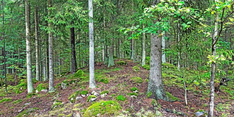 Så ska regeringen satsa på skogen