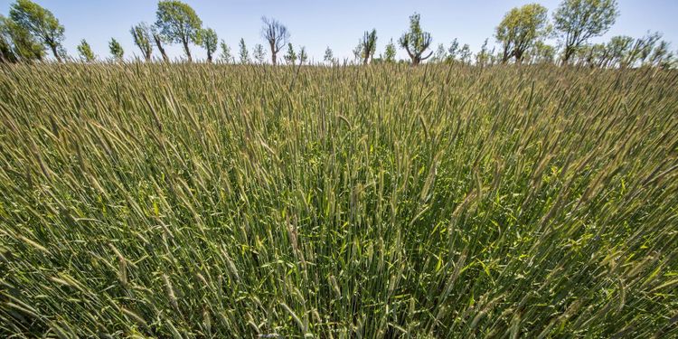 Så mycket minskade spannmålsslagen