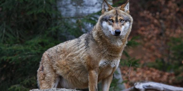 Ytterligare en vargattack i Skåne