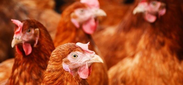 Newcastlesjukan - smittade höns avlivade