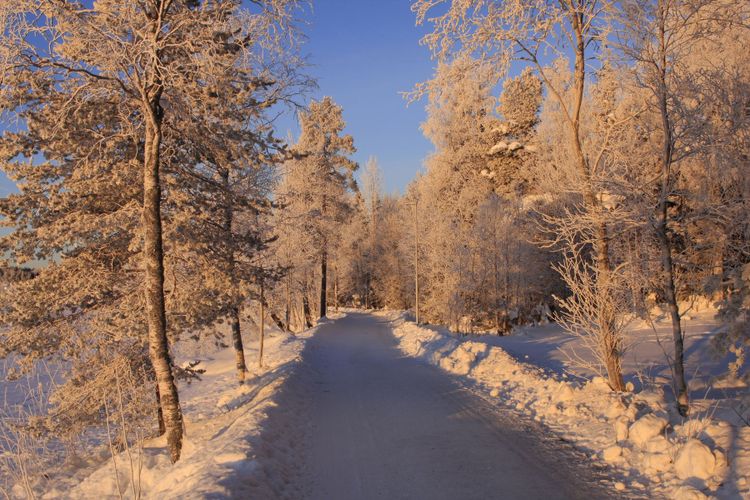 Fyra markägare i Bengtsfors gick ihop och byggde tjälfri skogsväg. Bilden är tagen vid annan plats.