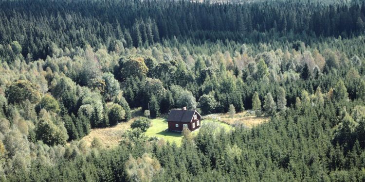 Fler vill köpa skog – men lönsamheten faller