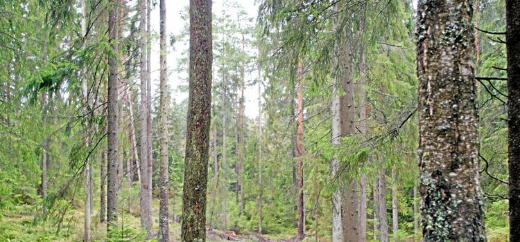 Mer pengar till skogsforskning